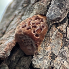 Hexagonia vesparia (Wasp Nest Polypore) at Braddon, ACT - 29 Dec 2023 by Hejor1