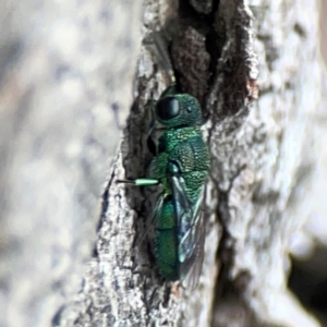 Chrysididae (family) at City Renewal Authority Area - 29 Dec 2023