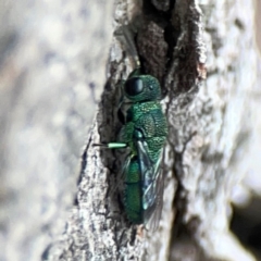 Chrysididae (family) (Cuckoo wasp or Emerald wasp) at City Renewal Authority Area - 29 Dec 2023 by Hejor1