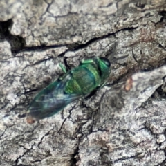 Chrysididae (family) at City Renewal Authority Area - 29 Dec 2023