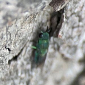 Chrysididae (family) at City Renewal Authority Area - 29 Dec 2023