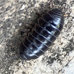 Armadillidium vulgare (Slater bug, woodlouse, pill bug, roley poley) at City Renewal Authority Area - 29 Dec 2023 by Hejor1