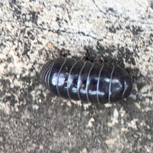 Armadillidium vulgare at City Renewal Authority Area - 29 Dec 2023