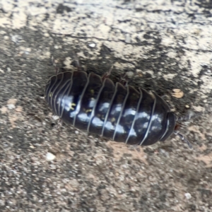 Armadillidium vulgare at City Renewal Authority Area - 29 Dec 2023