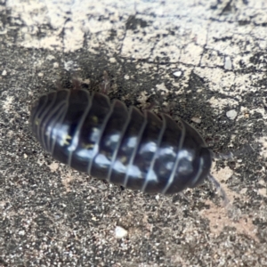 Armadillidium vulgare at City Renewal Authority Area - 29 Dec 2023 02:57 PM