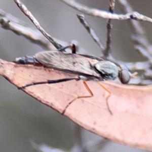 Taenogerella elizabethae at City Renewal Authority Area - 29 Dec 2023 02:58 PM