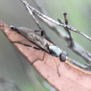 Taenogerella elizabethae at City Renewal Authority Area - 29 Dec 2023 02:58 PM