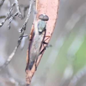 Taenogerella elizabethae at City Renewal Authority Area - 29 Dec 2023 02:58 PM