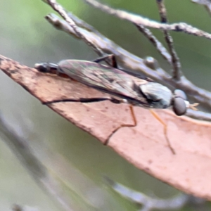 Taenogerella elizabethae at City Renewal Authority Area - 29 Dec 2023 02:58 PM