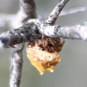 Phoroncidia sextuberculata at City Renewal Authority Area - 29 Dec 2023