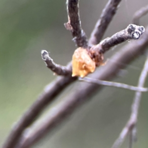 Phoroncidia sextuberculata at City Renewal Authority Area - 29 Dec 2023