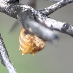 Phoroncidia sextuberculata at City Renewal Authority Area - 29 Dec 2023