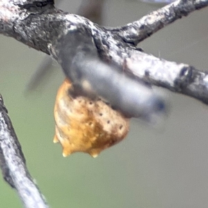 Phoroncidia sextuberculata at City Renewal Authority Area - 29 Dec 2023