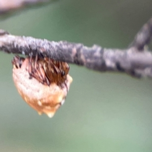 Phoroncidia sextuberculata at City Renewal Authority Area - 29 Dec 2023