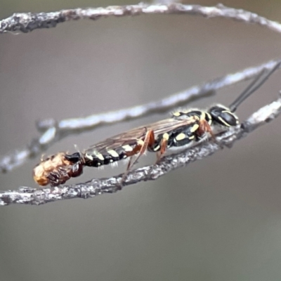 Aeolothynnus sp. (genus) (A flower wasp) at City Renewal Authority Area - 29 Dec 2023 by Hejor1