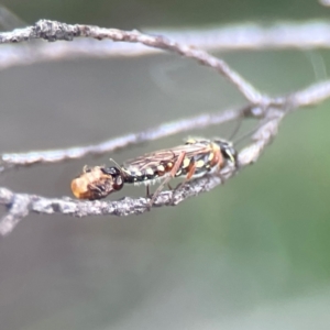 Aeolothynnus sp. (genus) at City Renewal Authority Area - 29 Dec 2023 02:59 PM