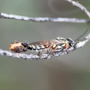 Aeolothynnus sp. (genus) at City Renewal Authority Area - 29 Dec 2023 02:59 PM