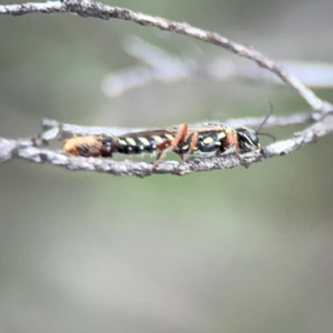 Aeolothynnus sp. (genus) at City Renewal Authority Area - 29 Dec 2023 02:59 PM