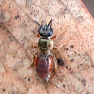 Lasioglossum (Homalictus) punctatus (A halictid bee) at Braddon, ACT - 29 Dec 2023 by Hejor1