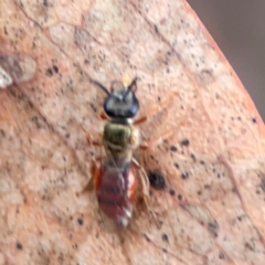 Lasioglossum (Homalictus) punctatum at City Renewal Authority Area - 29 Dec 2023