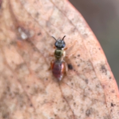 Lasioglossum (Homalictus) punctatum at City Renewal Authority Area - 29 Dec 2023