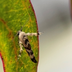 Stathmopoda melanochra (An Oecophorid moth (Eriococcus caterpillar)) at Braddon, ACT - 29 Dec 2023 by Hejor1