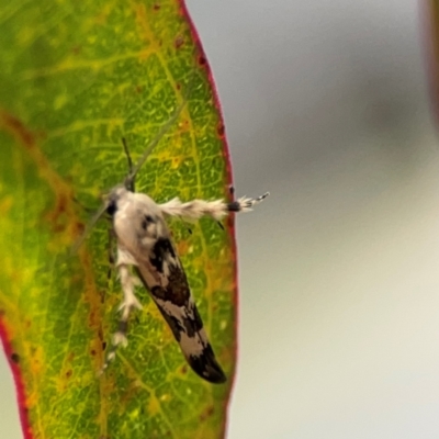 Stathmopoda melanochra (An Oecophorid moth (Eriococcus caterpillar)) at City Renewal Authority Area - 29 Dec 2023 by Hejor1