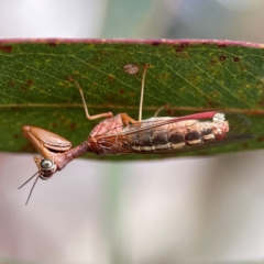 Campion sp. (genus) (Mantis Fly) at Braddon, ACT - 29 Dec 2023 by Hejor1