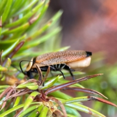 Ellipsidion australe (Austral Ellipsidion cockroach) at City Renewal Authority Area - 29 Dec 2023 by Hejor1