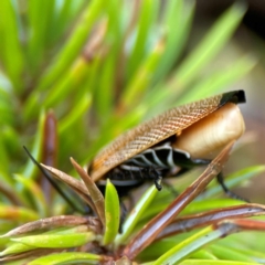 Ellipsidion australe at City Renewal Authority Area - 29 Dec 2023 02:53 PM