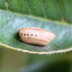 Ellipsidion sp. (genus) (A diurnal cockroach) at Braddon, ACT - 29 Dec 2023 by Hejor1
