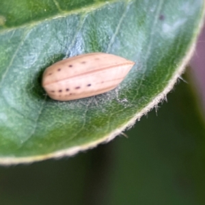 Ellipsidion sp. (genus) at City Renewal Authority Area - 29 Dec 2023