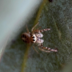 Opisthoncus sexmaculatus (Six-marked jumping spider) at City Renewal Authority Area - 29 Dec 2023 by Hejor1