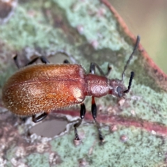 Ecnolagria grandis (Honeybrown beetle) at Braddon, ACT - 29 Dec 2023 by Hejor1