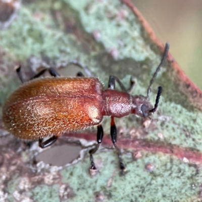 Ecnolagria grandis (Honeybrown beetle) at Braddon, ACT - 29 Dec 2023 by Hejor1
