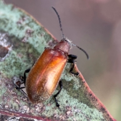 Ecnolagria grandis at City Renewal Authority Area - 29 Dec 2023