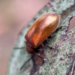 Ecnolagria grandis at City Renewal Authority Area - 29 Dec 2023