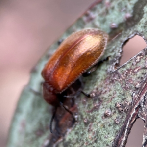 Ecnolagria grandis at City Renewal Authority Area - 29 Dec 2023