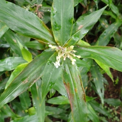 Pollia crispata (Pollia) at Jerrara, NSW - 29 Dec 2023 by plants