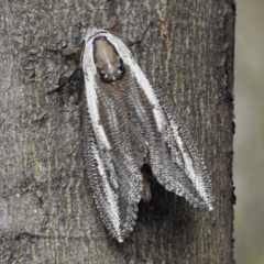 Endoxyla encalypti (Wattle Goat Moth) at ANBG - 29 Dec 2023 by JohnBundock
