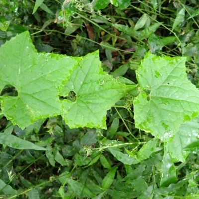 Sicyos australis (Star Cucumber) at Jerrara, NSW - 29 Dec 2023 by plants