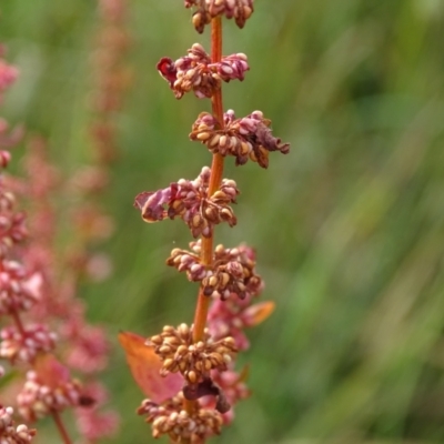 Rumex conglomeratus (Clustered Dock) at O'Malley, ACT - 28 Dec 2023 by Mike