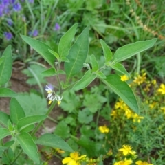 Solanum chenopodioides (Whitetip Nightshade) at Mount Mugga Mugga - 28 Dec 2023 by Mike