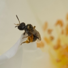 Lasioglossum (Homalictus) sp. (genus & subgenus) (Furrow Bee) at Murrumbateman, NSW - 29 Dec 2023 by amiessmacro