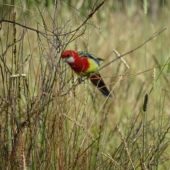 Platycercus eximius (Eastern Rosella) at GG128 - 29 Dec 2023 by Mike