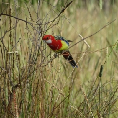 Platycercus eximius (Eastern Rosella) at O'Malley, ACT - 28 Dec 2023 by Mike