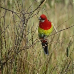 Platycercus eximius at GG128 - 29 Dec 2023 08:18 AM