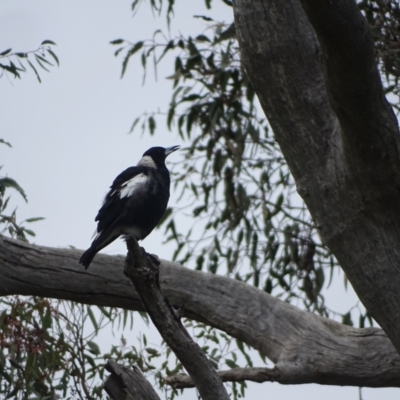 Gymnorhina tibicen (Australian Magpie) at Mount Mugga Mugga - 28 Dec 2023 by Mike