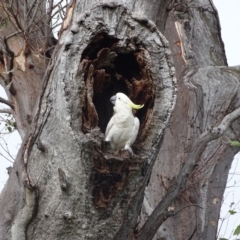 Cacatua galerita (Sulphur-crested Cockatoo) at O'Malley, ACT - 29 Dec 2023 by Mike