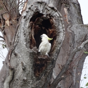 Cacatua galerita at O'Malley, ACT - 29 Dec 2023 09:06 AM